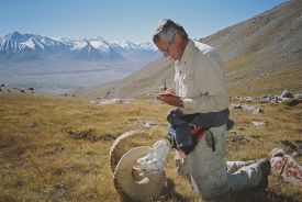 American conservationist and biologist George Schaller makes notes on the skull of a Marco Polo sheep during his expedition to the Wakhan Corridor of northeastern Afghanistan.