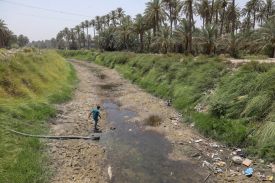A man in a blue shirt is seen from behind at a distance as he wades into a dried-out riverbed in Iraq. Only a small amount of stagnant-looking water remains at the center of the riverbed. Long grasses and palm trees line either side of the river.