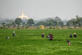 Farmers cut grass in a paddy field in the Naypyidaw region of Myanmar on March 27, 2025.