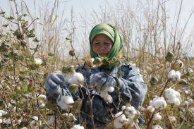 An Uzbek woman stands behind a cotton plant covered with puffy white cotton balls ready for harvest. The woman wears a green headscarf and gloves. Other cotton plants are visible in the field extending out behind her.